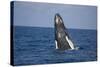 Humpback Whale Breaching from the Atlantic Ocean-DLILLC-Stretched Canvas