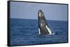 Humpback Whale Breaching from the Atlantic Ocean-DLILLC-Framed Stretched Canvas