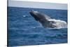 Humpback Whale Breaching from the Atlantic Ocean-DLILLC-Stretched Canvas