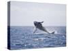 Humpback Whale Breaching from the Atlantic Ocean-DLILLC-Stretched Canvas