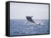 Humpback Whale Breaching from the Atlantic Ocean-DLILLC-Framed Stretched Canvas