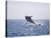 Humpback Whale Breaching from the Atlantic Ocean-DLILLC-Stretched Canvas