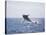 Humpback Whale Breaching from the Atlantic Ocean-DLILLC-Stretched Canvas