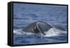 Humpback Whale Breaching from the Atlantic Ocean-DLILLC-Framed Stretched Canvas