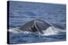 Humpback Whale Breaching from the Atlantic Ocean-DLILLC-Stretched Canvas