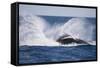 Humpback Whale Breaching from the Atlantic Ocean-DLILLC-Framed Stretched Canvas