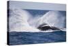 Humpback Whale Breaching from the Atlantic Ocean-DLILLC-Stretched Canvas