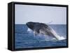 Humpback Whale Breaching from the Atlantic Ocean-DLILLC-Framed Stretched Canvas