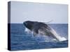 Humpback Whale Breaching from the Atlantic Ocean-DLILLC-Stretched Canvas