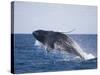 Humpback Whale Breaching from the Atlantic Ocean-DLILLC-Stretched Canvas