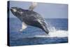 Humpback Whale Breaching from the Atlantic Ocean-DLILLC-Stretched Canvas