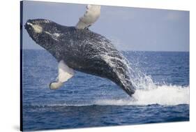 Humpback Whale Breaching from the Atlantic Ocean-DLILLC-Stretched Canvas