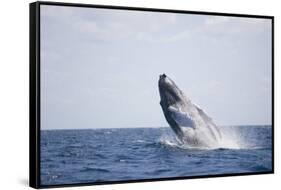 Humpback Whale Breaching from the Atlantic Ocean-DLILLC-Framed Stretched Canvas