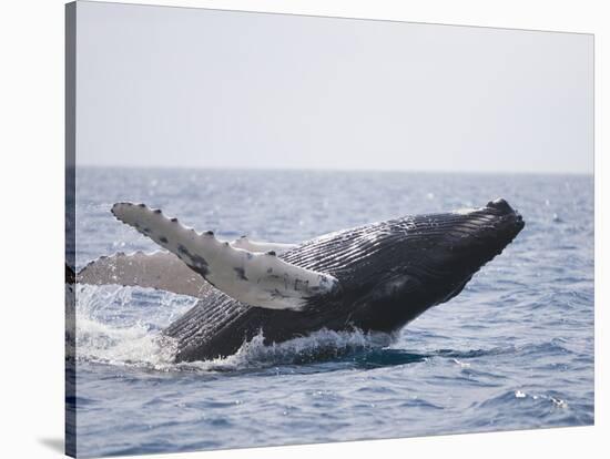 Humpback Whale Breaching from the Atlantic Ocean-DLILLC-Stretched Canvas