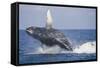 Humpback Whale Breaching from the Atlantic Ocean-DLILLC-Framed Stretched Canvas