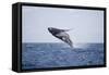 Humpback Whale Breaching from the Atlantic Ocean-DLILLC-Framed Stretched Canvas