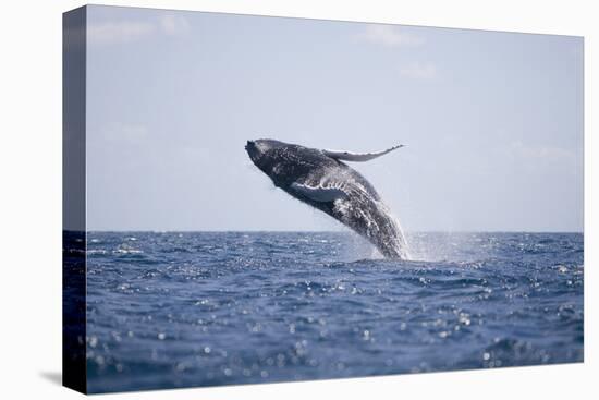 Humpback Whale Breaching from the Atlantic Ocean-DLILLC-Stretched Canvas