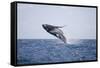 Humpback Whale Breaching from the Atlantic Ocean-DLILLC-Framed Stretched Canvas
