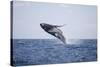 Humpback Whale Breaching from the Atlantic Ocean-DLILLC-Stretched Canvas