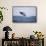 Humpback Whale Breaching from the Atlantic Ocean-DLILLC-Framed Stretched Canvas displayed on a wall