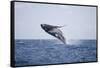 Humpback Whale Breaching from the Atlantic Ocean-DLILLC-Framed Stretched Canvas