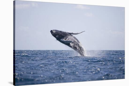 Humpback Whale Breaching from the Atlantic Ocean-DLILLC-Stretched Canvas