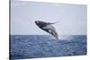 Humpback Whale Breaching from the Atlantic Ocean-DLILLC-Stretched Canvas