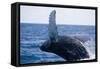 Humpback Whale Breaching from the Atlantic Ocean-DLILLC-Framed Stretched Canvas