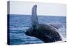 Humpback Whale Breaching from the Atlantic Ocean-DLILLC-Stretched Canvas