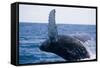 Humpback Whale Breaching from the Atlantic Ocean-DLILLC-Framed Stretched Canvas