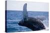 Humpback Whale Breaching from the Atlantic Ocean-DLILLC-Stretched Canvas