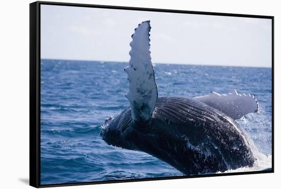 Humpback Whale Breaching from the Atlantic Ocean-DLILLC-Framed Stretched Canvas