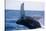 Humpback Whale Breaching from the Atlantic Ocean-DLILLC-Stretched Canvas