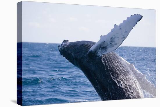 Humpback Whale Breaching from the Atlantic Ocean-DLILLC-Stretched Canvas