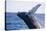 Humpback Whale Breaching from the Atlantic Ocean-DLILLC-Stretched Canvas