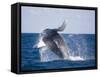 Humpback Whale Breaching from the Atlantic Ocean-DLILLC-Framed Stretched Canvas