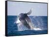Humpback Whale Breaching from the Atlantic Ocean-DLILLC-Framed Stretched Canvas