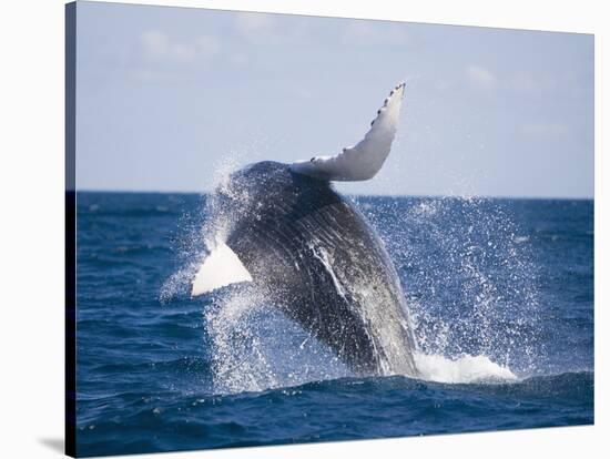 Humpback Whale Breaching from the Atlantic Ocean-DLILLC-Stretched Canvas