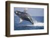 Humpback Whale Breaching from the Atlantic Ocean-DLILLC-Framed Photographic Print