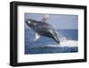 Humpback Whale Breaching from the Atlantic Ocean-DLILLC-Framed Photographic Print