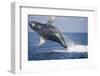 Humpback Whale Breaching from the Atlantic Ocean-DLILLC-Framed Photographic Print