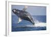 Humpback Whale Breaching from the Atlantic Ocean-DLILLC-Framed Photographic Print