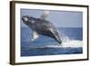 Humpback Whale Breaching from the Atlantic Ocean-DLILLC-Framed Photographic Print