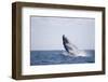 Humpback Whale Breaching from the Atlantic Ocean-DLILLC-Framed Photographic Print