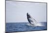 Humpback Whale Breaching from the Atlantic Ocean-DLILLC-Mounted Photographic Print