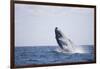 Humpback Whale Breaching from the Atlantic Ocean-DLILLC-Framed Photographic Print