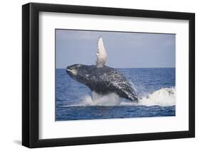 Humpback Whale Breaching from the Atlantic Ocean-DLILLC-Framed Photographic Print