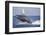 Humpback Whale Breaching from the Atlantic Ocean-DLILLC-Framed Photographic Print