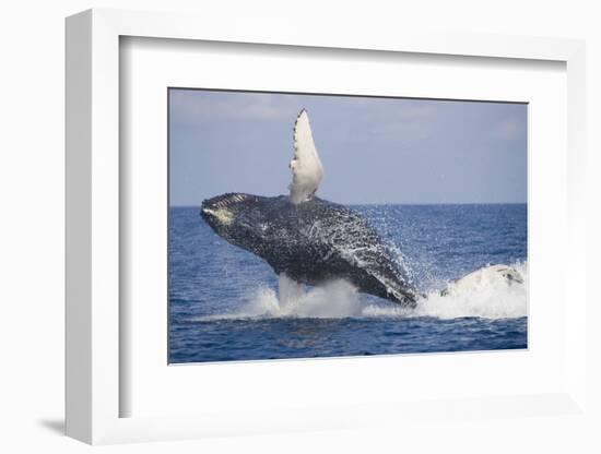 Humpback Whale Breaching from the Atlantic Ocean-DLILLC-Framed Photographic Print