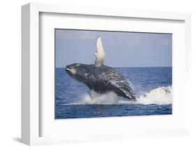 Humpback Whale Breaching from the Atlantic Ocean-DLILLC-Framed Photographic Print